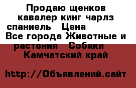 Продаю щенков кавалер кинг чарлз спаниель › Цена ­ 40 000 - Все города Животные и растения » Собаки   . Камчатский край